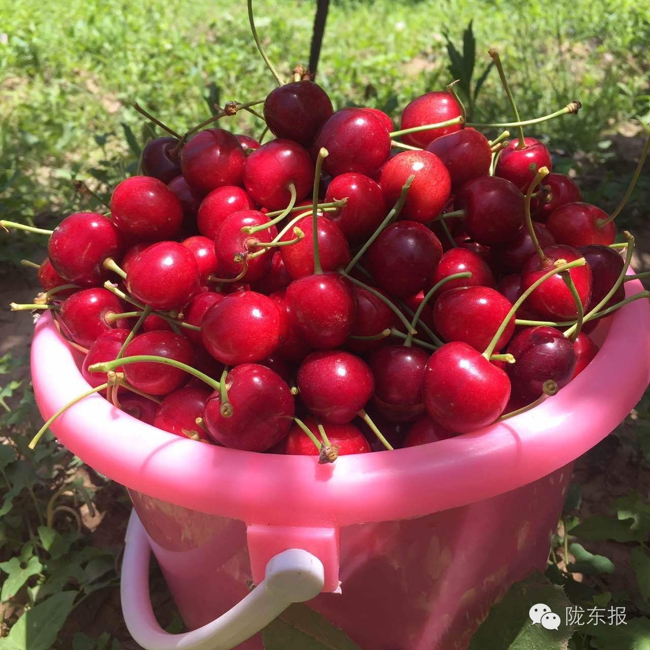 惊呆樱桃红了，美女盛情邀请，你是约呢，约呢，还是约呢！