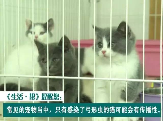 狗狗定期驱虫还会有弓形虫感染吗,养猫猫狗狗会得阴虱吗