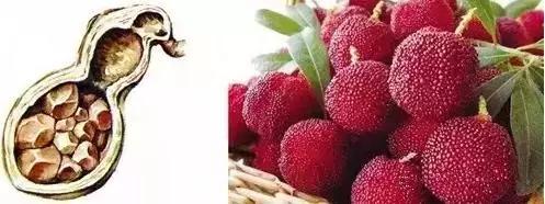 杨梅每个人都可以吃吗,杨梅虽好吞核不可取