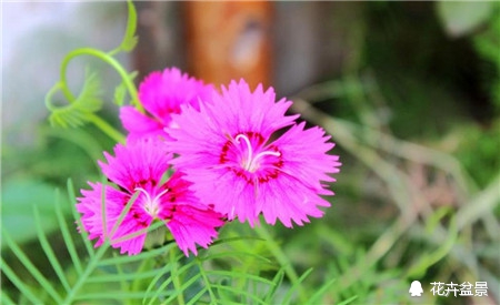 石竹花寓意代表富贵吗,石竹花卉有哪些特点呢