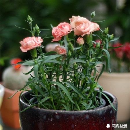 石竹花寓意代表富贵吗,石竹花卉有哪些特点呢