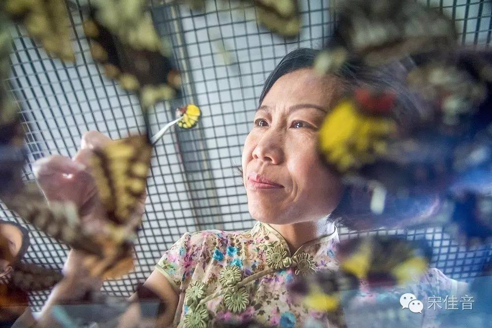 死的蝴蝶怎么让它复活,死的蝴蝶要怎么样活过来