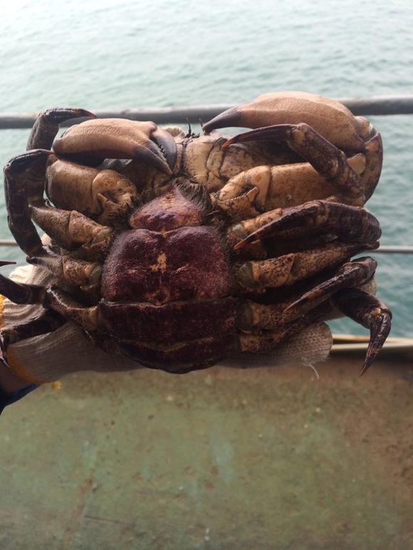 我是远洋渔民，爱钓鱼，更爱周游世界