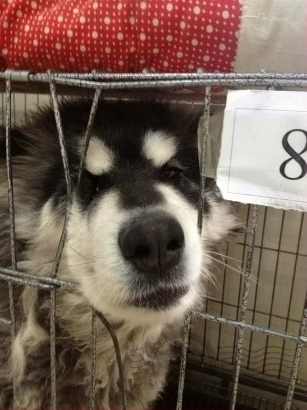 纯种狗的悲哀在线观看,纯种狗的悲哀豆瓣