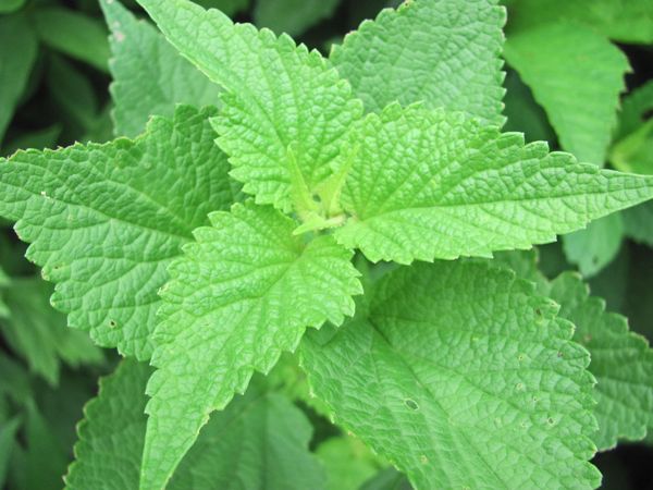 10个治痱子的小偏方,有什么偏方治疗痱子一样的湿疹