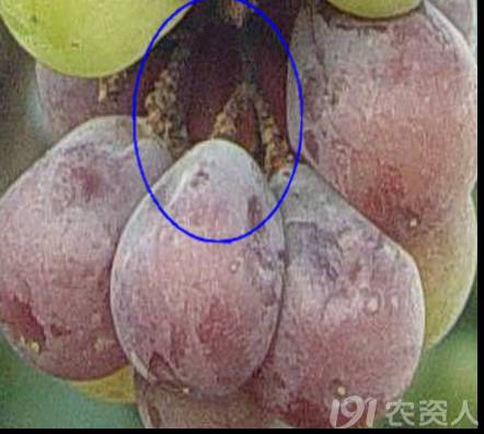 葡萄白腐病是什么原因,葡萄白腐病的秘方