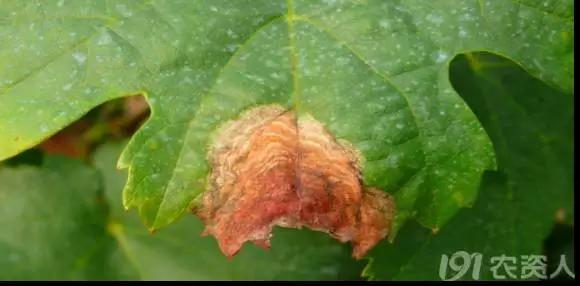 葡萄白腐病是什么原因,葡萄白腐病的秘方