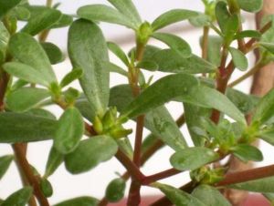 马齿菜，城里人专门到农村去挖，原来是因为这个