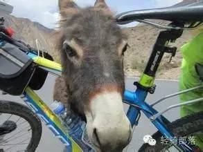 狗肉节引发风波全集,狗肉节引发的风波完整版广东卫视