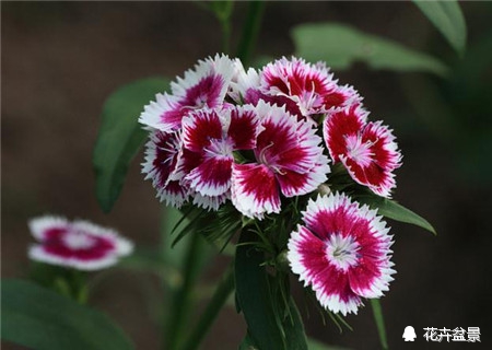石竹花寓意代表富贵吗,石竹花卉有哪些特点呢