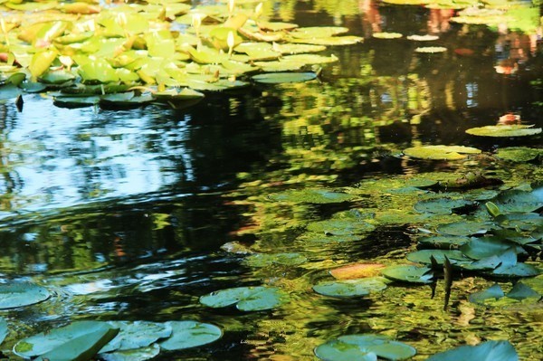 小镇艺术|印象派系的吉维尼，莫奈的“睡莲”花园