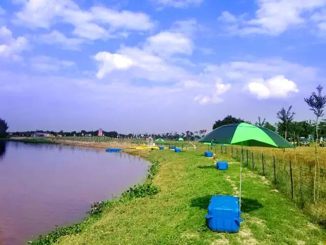 迎接父亲节：紫溪半岛的2000株紫薇花竞相绽放！限时免费欣赏