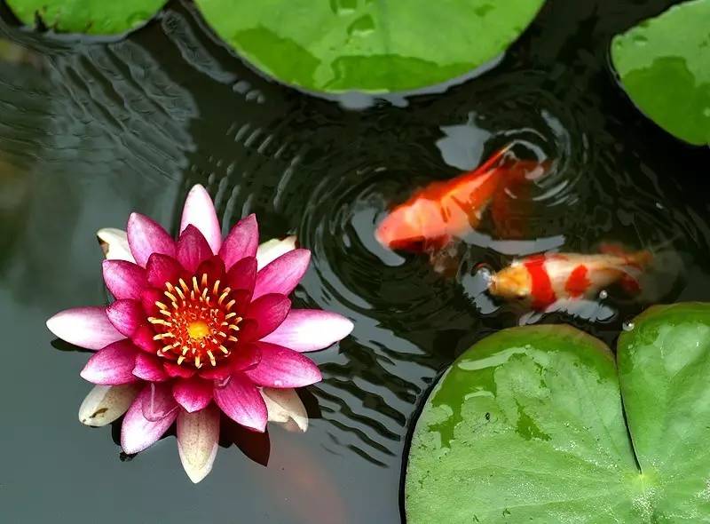 古诗中的鱼诗句,古诗鱼儿