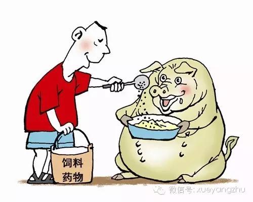 怀孕母猪的饲养管理教程,怀孕母猪饲养管理关注事项