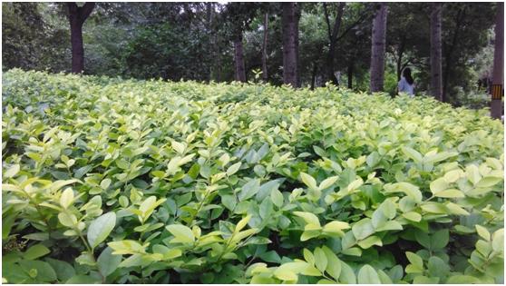 涓浗绉诲姩a1s鍊间笉鍊煎緱鍏ユ墜,涓浗绉诲姩a1s鎵嬫満