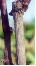 葡萄白腐病是什么原因,葡萄白腐病的秘方