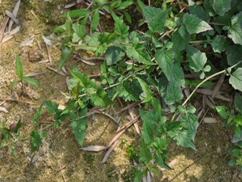 千里光，千里光，治湿疹、治疥疮