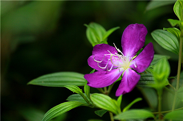 这13种开紫色花的花卉你认识几种,常见的紫色的花卉大全及图片