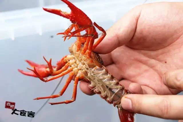 金湖龙虾正宗,金湖精品龙虾