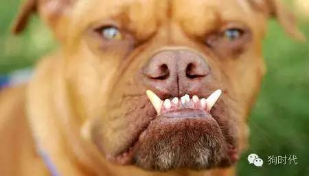 全世界最丑的十只狗,世界上最丑的十只狗