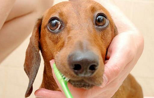 给狗狗刷牙的正确操作,怎样给狗狗刷牙不嘴臭