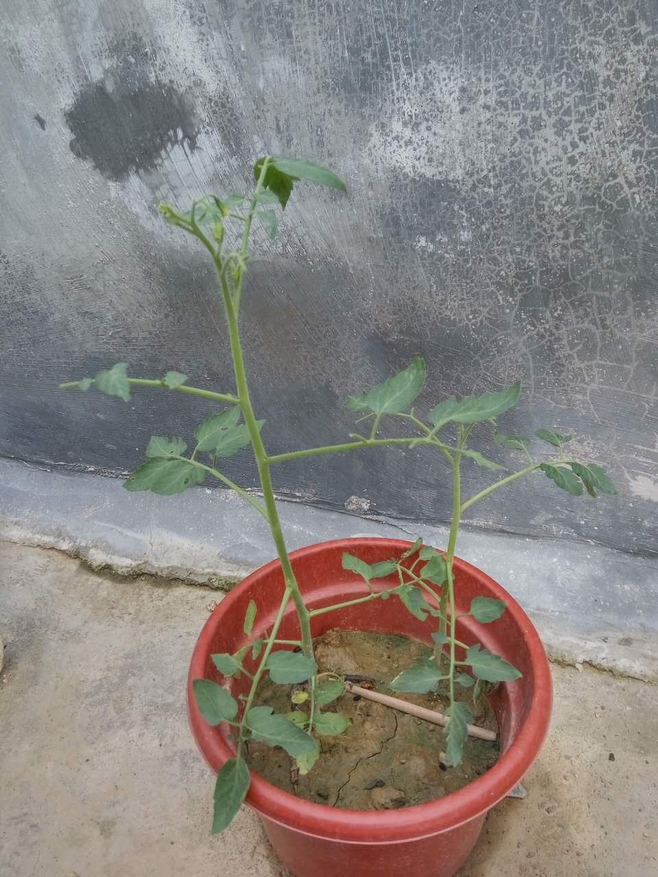 种菜为什么菜都长不大,自己种菜黄瓜四季种