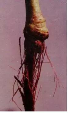 葡萄白腐病是什么原因,葡萄白腐病的秘方