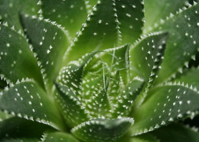 库拉索芦荟养殖方法,芦荟的养殖方法和关注事项