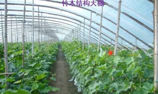 葡萄大棚材料哪里有,葡萄大棚都有什么配件