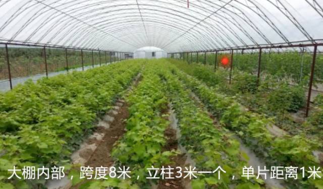 葡萄大棚材料哪里有,葡萄大棚都有什么配件