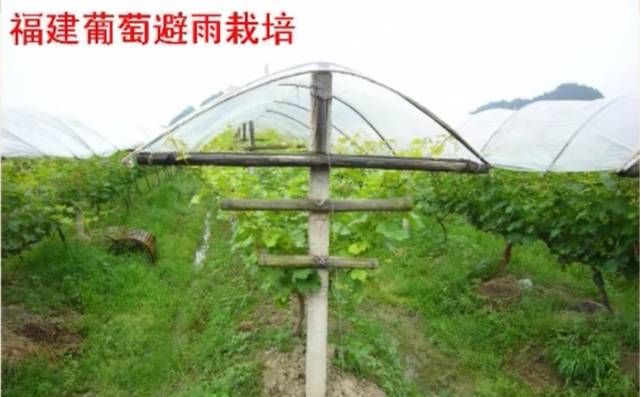 葡萄大棚材料哪里有,葡萄大棚都有什么配件