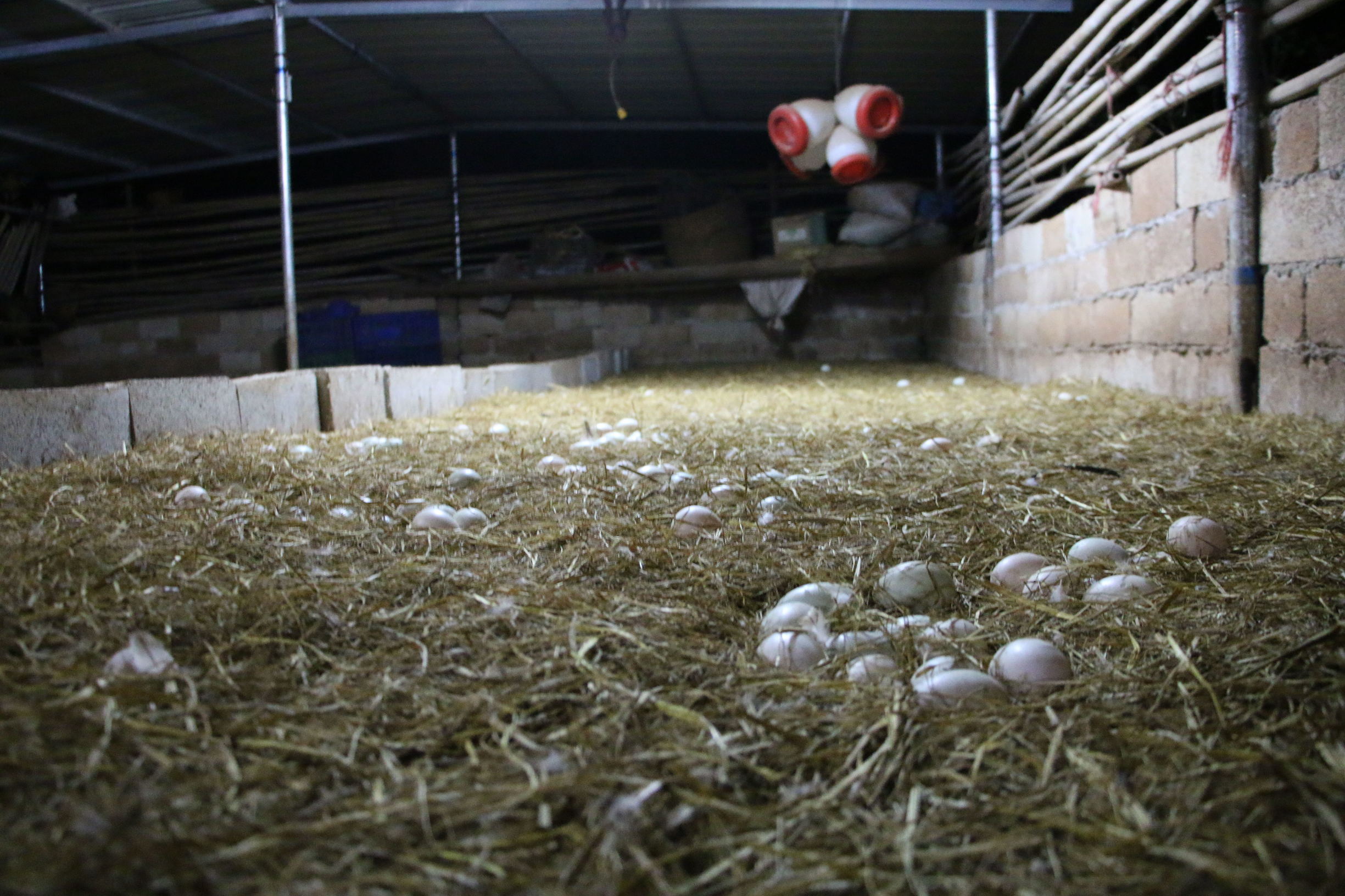 鸭子掉蛋原因,鸭子产多少蛋