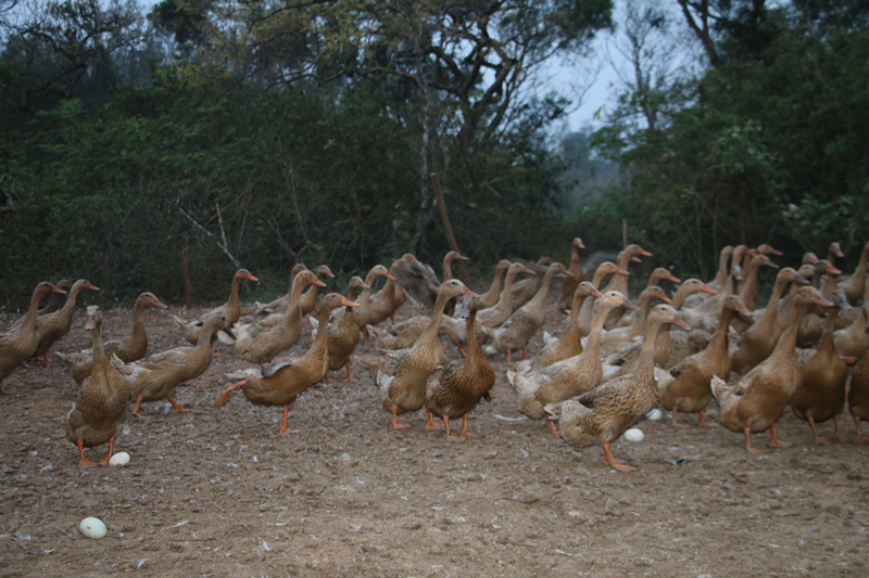 鸭子掉蛋原因,鸭子产多少蛋