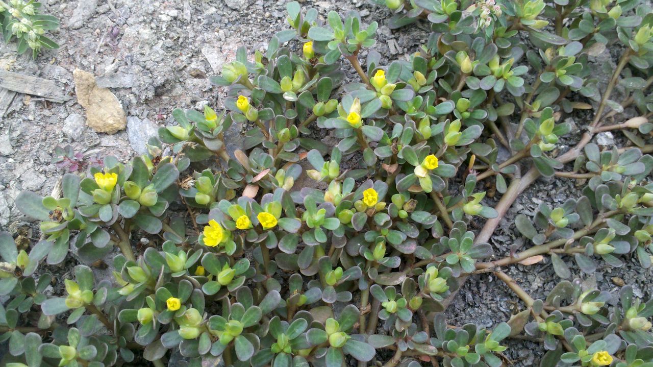 马齿菜，城里人专门到农村去挖，原来是因为这个