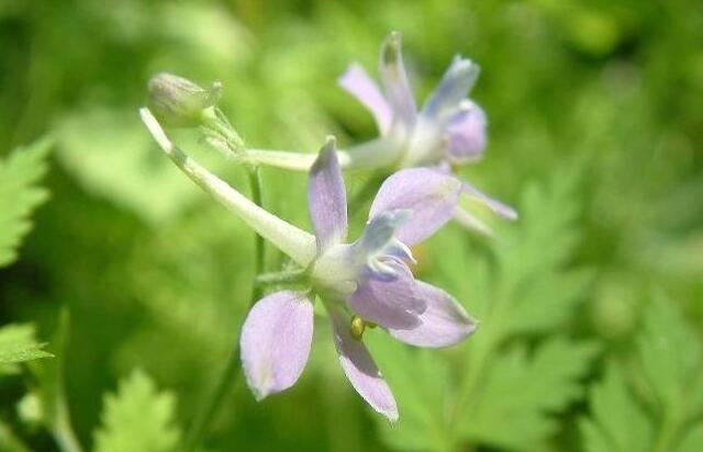 这13种开紫色花的花卉你认识几种,常见的紫色的花卉大全及图片