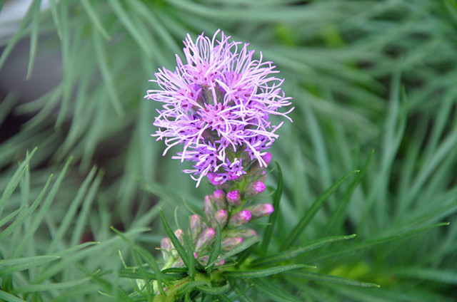 这13种开紫色花的花卉你认识几种,常见的紫色的花卉大全及图片