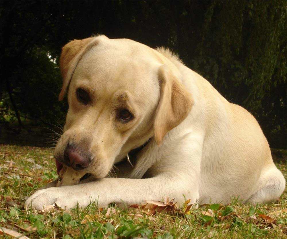 宠物噎住怎么挽救,如何正确处理宠物突发意外