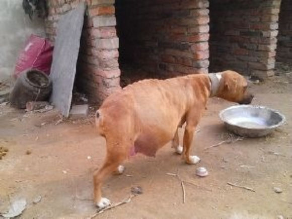 狗狗肚子变大,狗狗突然肚子肿了怎么办