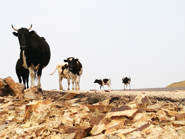 记忆深处的呼伦贝尔,记录呼伦贝尔美好时光