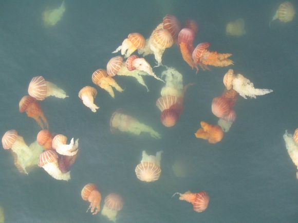 我是远洋渔民，爱钓鱼，更爱周游世界