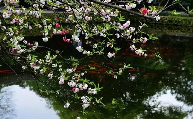 古诗中的鱼诗句,古诗鱼儿