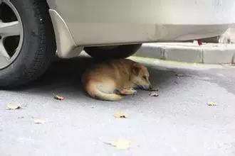 现在的前锋都弱爆了吗,现在的前锋还能玩吗