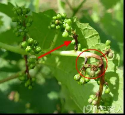 葡萄白腐病是什么原因,葡萄白腐病的秘方