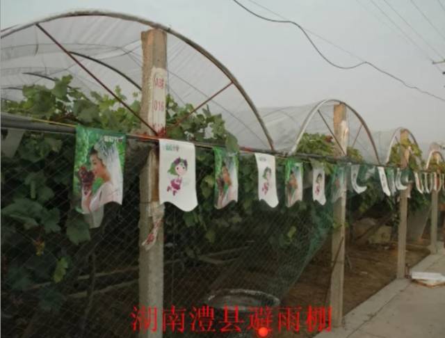 葡萄大棚材料哪里有,葡萄大棚都有什么配件