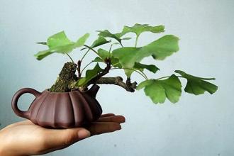 制作微型盆景的方法,新手第一次做微型盆景选什么品种