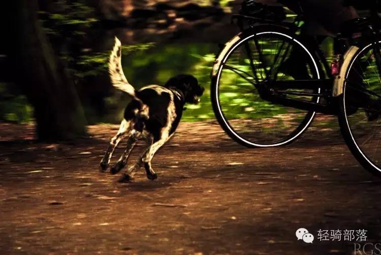 狗肉节引发风波全集,狗肉节引发的风波完整版广东卫视