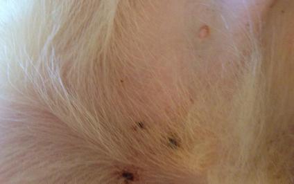 狗狗皮下有小黑点是蜱虫吗,狗狗会不会长了小黑点