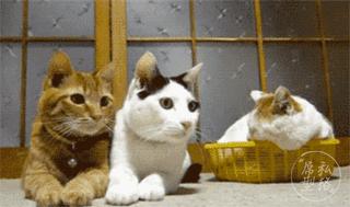 亲兄弟明算账之后闹掰了,puma和阿迪达斯哪个更好