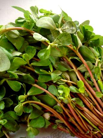 马齿菜，城里人专门到农村去挖，原来是因为这个