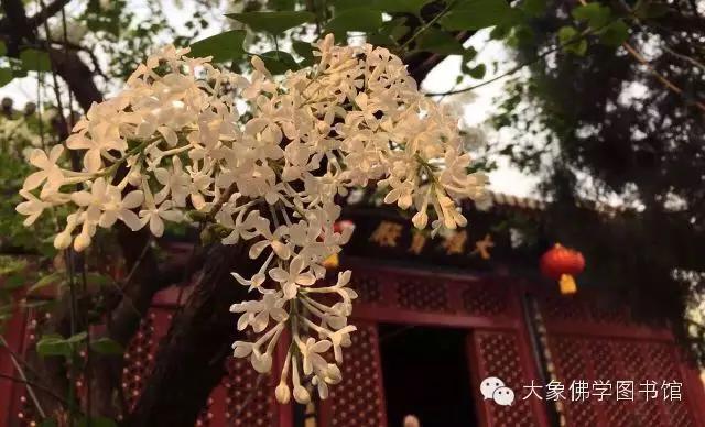 戒律是不能犯的,戒律难于自律